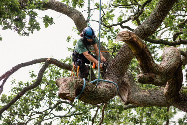 How Our Tree Care Process Works  in  Holiday City Berkeley, NJ