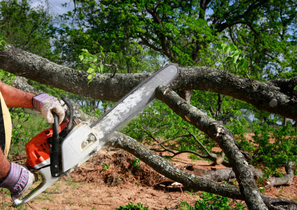 Professional Tree Care in Holiday City Berkeley, NJ